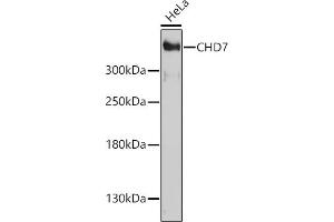 Western blot analysis of extracts of HeLa cells, using CHD7 antibody (ABIN7266364) at 1:1000 dilution. (CHD7 Antikörper  (AA 1-300))