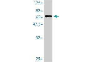 Western Blot detection against Immunogen (56. (ARMC1 Antikörper  (AA 1-282))