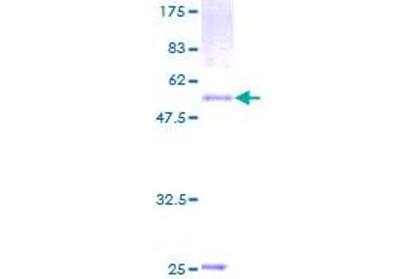 PPAP2B Protein (AA 1-311) (GST tag)