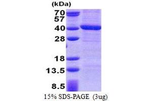 SDS-PAGE (SDS) image for Protein Phosphatase 4, Catalytic Subunit (PPP4C) (AA 1-307) protein (His tag) (ABIN5853190)