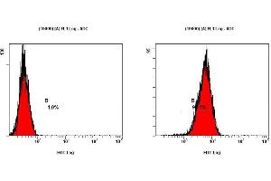 Image no. 3 for anti-Teratocarcinoma-Derived Growth Factor 1 (TDGF1) (N-Term) antibody (ABIN363493) (TDGF1 Antikörper  (N-Term))