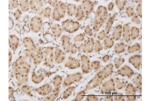 Immunoperoxidase of monoclonal antibody to PLEKHG5 on formalin-fixed paraffin-embedded human stomach. (PLEKHG5 Antikörper  (AA 896-995))
