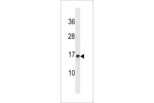 POMP Antikörper  (C-Term)