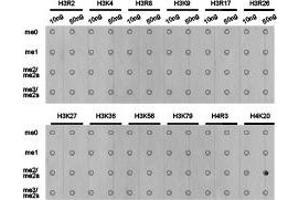 Dot-blot analysis of all sorts of methylation peptides using H4K20me2 antibody. (Histone 3 Antikörper  (2meLys20))