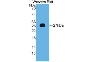 Western Blotting (WB) image for anti-Anterior Gradient Homolog 2 (Xenopus Laevis) (AGR2) (AA 21-175) antibody (ABIN1077802)