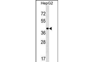 IL5 Antibody (Center) (ABIN1537806 and ABIN2849606) western blot analysis in HepG2 cell line lysates (35 μg/lane). (PPIL5 Antikörper  (AA 127-153))