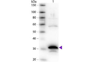 Western Blot of Rabbit Anti-Carboxypeptidase A primary antibody. (CPA Antikörper)