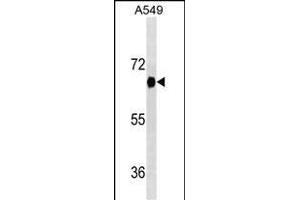 DYRK2 Antibody (ABIN1539912 and ABIN2843861) western blot analysis in A549 cell line lysates (35 μg/lane). (DYRK2 Antikörper  (AA 105-135))
