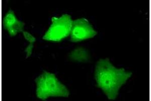 Immunofluorescence (IF) image for anti-Serine Racemase (SRR) antibody (ABIN1501134) (SRR Antikörper)