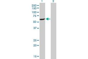 Western Blot analysis of DEPDC7 expression in transfected 293T cell line by DEPDC7 MaxPab polyclonal antibody. (DEPDC7 Antikörper  (AA 1-511))