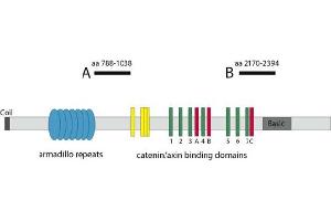 Image no. 1 for anti-Adenomatous Polyposis Coli (APC) antibody (ABIN1105401) (APC Antikörper)