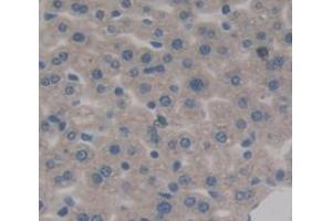 Used in DAB staining on fromalin fixed paraffin- embedded Kidney tissue (HDC Antikörper  (AA 341-597))