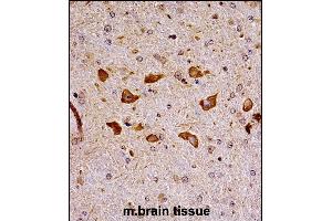 Mouse Pak7 Antibody (N-term) ((ABIN657995 and ABIN2846941))immunohistochemistry analysis in formalin fixed and paraffin embedded mouse brain tissue followed by peroxidase conjugation of the secondary antibody and DAB staining. (PAK7 Antikörper  (N-Term))