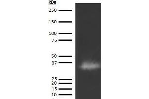 Western Blotting (WB) image for anti-Cathepsin G (CTSG) antibody (Biotin) (ABIN613033) (Cathepsin G Antikörper  (Biotin))