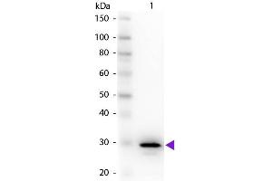 Western Blot of Rabbit Anti-Carbonic Anhydrase II primary antibody. (CA2 Antikörper)