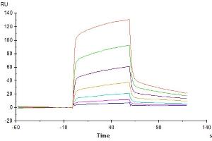 Surface Plasmon Resonance (SPR) image for CD47 (CD47) (AA 19-140) protein (His tag) (ABIN7274237)