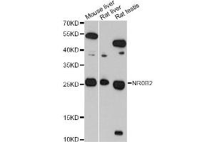 Western blot analysis of extracts of various cell lines, using NR0B2 antibody (ABIN5970937) at 1/1000 dilution. (NR0B2 Antikörper)