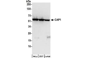 Western Blotting (WB) image for anti-CAP, Adenylate Cyclase-Associated Protein 1 (CAP1) (AA 275-325) antibody (ABIN7455049)