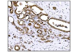 IHC analysis of Prolyl Endopeptidase/PREP using anti-Prolyl Endopeptidase/PREP antibody (ABIN7599118). (PREP Antikörper  (AA 1-227))