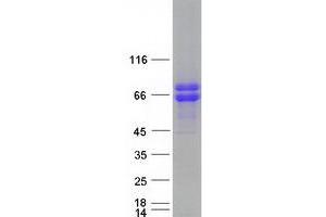 Validation with Western Blot (FAM63A Protein (Transcript Variant 3) (Myc-DYKDDDDK Tag))