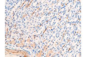 ABIN6267068 at 1/100 staining rat gastric tissue sections by IHC-P. (Smooth Muscle Actin Antikörper  (N-Term))