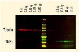 DyLight™ dyes can be used for two-color Western Blot detection with low background and high signal.