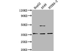 Western Blot Positive WB detected in: HepG2 whole cell lysate, A549 whole cell lysate, NTERA-2 whole cell lysate All lanes: OR4D10 antibody at 1:2000 Secondary Goat polyclonal to rabbit IgG at 1/50000 dilution Predicted band size: 36 kDa Observed band size: 36 kDa (OR4D1 Antikörper  (AA 86-98))