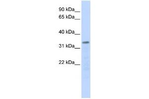 Western Blotting (WB) image for anti-Polymerase (RNA) III (DNA Directed) Polypeptide F, 39 KDa (POLR3F) antibody (ABIN2459222) (POLR3F Antikörper)