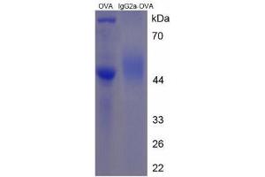 Image no. 2 for IgG2a (AA 268-283) peptide (Ovalbumin) (ABIN5666225) (IgG2a (AA 268-283) peptide (Ovalbumin))
