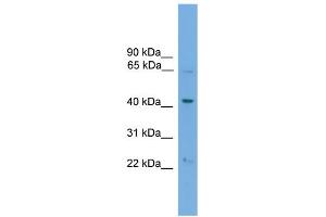 WB Suggested Anti-PODXL2 Antibody Titration:  0. (PODXL2 Antikörper  (N-Term))