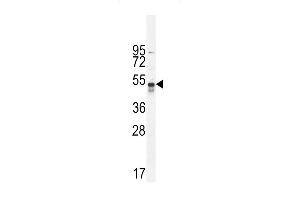hTNFR-p (ABIN655093 and ABIN2844728) western blot analysis in A549 cell line lysates (35 μg/lane). (TNFR-S274 (AA 252-281) Antikörper)