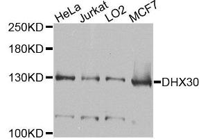 Western blot analysis of extracts of various cells, using DHX30 antibody. (DHX30 Antikörper)