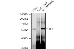 Immunoprecipitation analysis of 600 μg extracts of Mouse thymus using 3 μg IRF5 antibody (ABIN7267957). (IRF5 Antikörper)