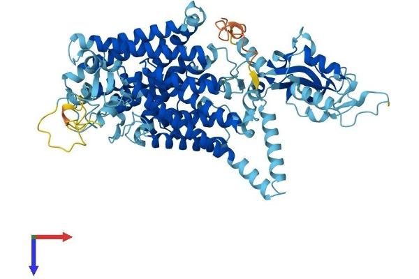 CLCN4 Protein (AA 1-747) (His tag)
