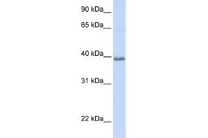WB Suggested Anti-TSPAN10 Antibody Titration:  0. (TSPAN10 Antikörper  (N-Term))