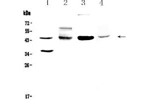Western blot analysis of CD200/OX2 using anti-CD200/OX2 antibody .