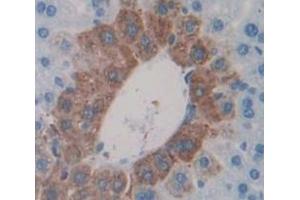 IHC-P analysis of Mouse Tissue, with DAB staining. (MSMB Antikörper  (AA 21-113))