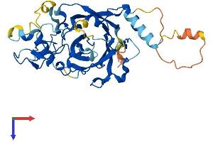 PDCD2 Protein (AA 1-343) (His tag)