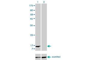 Western blot analysis of FABP1 over-expressed 293 cell line, cotransfected with FABP1 Validated Chimera RNAi (Lane 2) or non-transfected control (Lane 1). (FABP1 Antikörper  (AA 1-127))