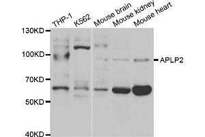 Western Blotting (WB) image for anti-Amyloid beta (A4) Precursor-Like Protein 2 (APLP2) antibody (ABIN1876643) (APLP2 Antikörper)