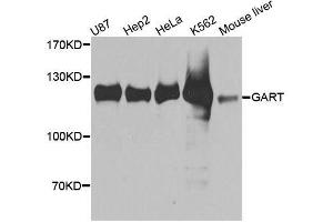 Western blot analysis of extracts of various cell lines, using GART antibody. (GART Antikörper  (AA 1-320))