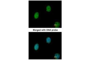 ICC/IF Image Immunofluorescence analysis of paraformaldehyde-fixed HeLa, using C1orf165, antibody at 1:200 dilution. (BEND5 Antikörper)