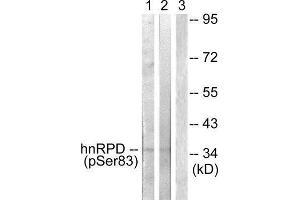 Western Blotting (WB) image for anti-Heterogeneous Nuclear Ribonucleoprotein D (HNRNPD) (pSer83) antibody (ABIN1847380) (HNRNPD/AUF1 Antikörper  (pSer83))