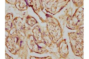 IHC image of ABIN7127445 diluted at 1:230 and staining in paraffin-embedded human placenta tissue performed on a Leica BondTM system.