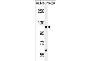 Western blot analysis in mouse Neuro-2a cell line lysates (35ug/lane). (LARS Antikörper  (N-Term))