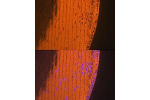 Immunofluorescence analysis of mouse eye using CRYAA Rabbit mAb (ABIN7266527) at dilution of 1:100 (40x lens). (CRYAA Antikörper)