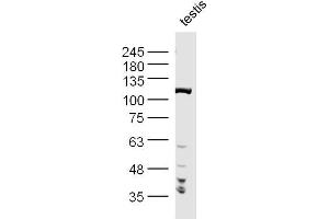 Mouse Testis lysates probed with PPP1R10 Polyclonal Antibody, Unconjugated  at 1:300 dilution and 4˚C overnight incubation.