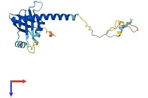Non-homologous End Joining Factor (Paxx) (AA 1-205) protein (His tag)