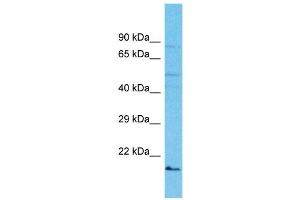 Host: Rabbit Target Name: IZUMO2 Sample Type: OVCAR-3 Whole cell lysates Antibody Dilution: 1. (IZUMO2 Antikörper  (C-Term))