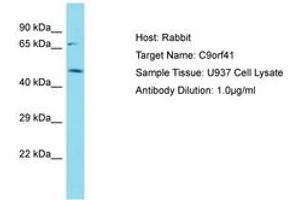 Image no. 1 for anti-Chromosome 9 Open Reading Frame 41 (C9orf41) (AA 142-191) antibody (ABIN6750757) (C9orf41 Antikörper  (AA 142-191))